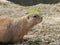 Prairie dog looking for a friend