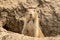 Prairie Dog Looks Out from Deep Hole Edge