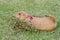 Prairie dog lying on green playground