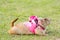 Prairie dog lying on green playground