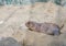 Prairie dog lying on ground