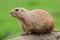 Prairie dog. Marmot rodent in close up isolated against plain gr