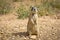 Prairie Dog Munching