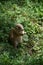 Prairie Dog Munching on Bits of Grass