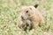 Prairie dog munching on grain