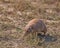 Prairie dog munching on local plant material