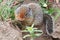 Prairie Dog Nibbling on a Plant