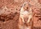 Prairie Dog, Oklahoma City Zoo