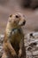 Prairie dog portrait in Salzburg zoo