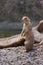 Prairie dog portrait in Salzburg zoo