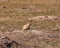 Prairie dog preparing to leap into its den