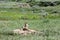 Prairie Dog and Pups