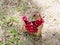 Prairie dog with red shirt and necklace standing upright