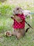 Prairie dog with red shirt and necklace standing upright