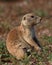 Prairie Dog Resting