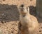 Prairie Dog Resting With Dirt On Nose