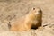 Prairie dog in the sand