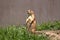 Prairie Dog of the Sand hills of Nebraska