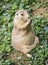 Prairie dog sitting and eating