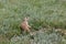 Prairie Dog Sitting in the Sunshine