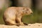 Prairie dog sleeping while sitting