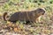 Prairie dog sounding alarm