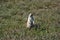 Prairie dog in South Dakota, USA