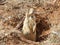 A prairie dog standing in hole in Bryce Canyon Park Utah