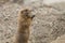 Prairie Dog standing with paws up to face filled with straw