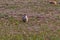 Prairie Dog Standing in short grass