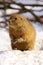 Prairie dog standing in the snow