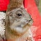 Prairie dog standing upright