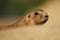 A prairie dog sticking his head out of the sand