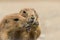 Prairie dog tries to get snack from another