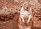 Prairie dog, a type of ground squirrel, found in North America