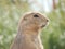 A prairie dog up close