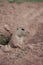 A prairie dog watches potential predators from its hole