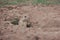 A prairie dog watches potential predators from its hole