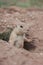 A prairie dog watches potential predators from its hole