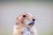 Prairie dog watching face close up