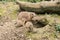Prairie dog with young animals