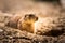 Prairie dog in zoo Austria Steiermark Herberstein Styria tourist destination