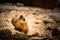 Prairie dog in zoo Austria Steiermark Herberstein Styria tourist destination