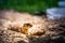 Prairie dog in zoo Austria Steiermark Herberstein Styria tourist destination