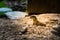 Prairie dog in zoo Austria Steiermark Herberstein Styria tourist destination