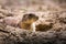 Prairie dog in zoo Austria Steiermark Herberstein Styria tourist destination