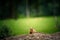 Prairie dog in zoo Austria Steiermark Herberstein Styria tourist destination