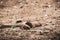 Prairie dog in zoo Austria Steiermark Herberstein Styria tourist destination