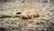 Prairie dog in zoo Austria Steiermark Herberstein Styria tourist destination. Two dogs resting in sun