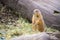 Prairie Dog in the Zoo, summer time